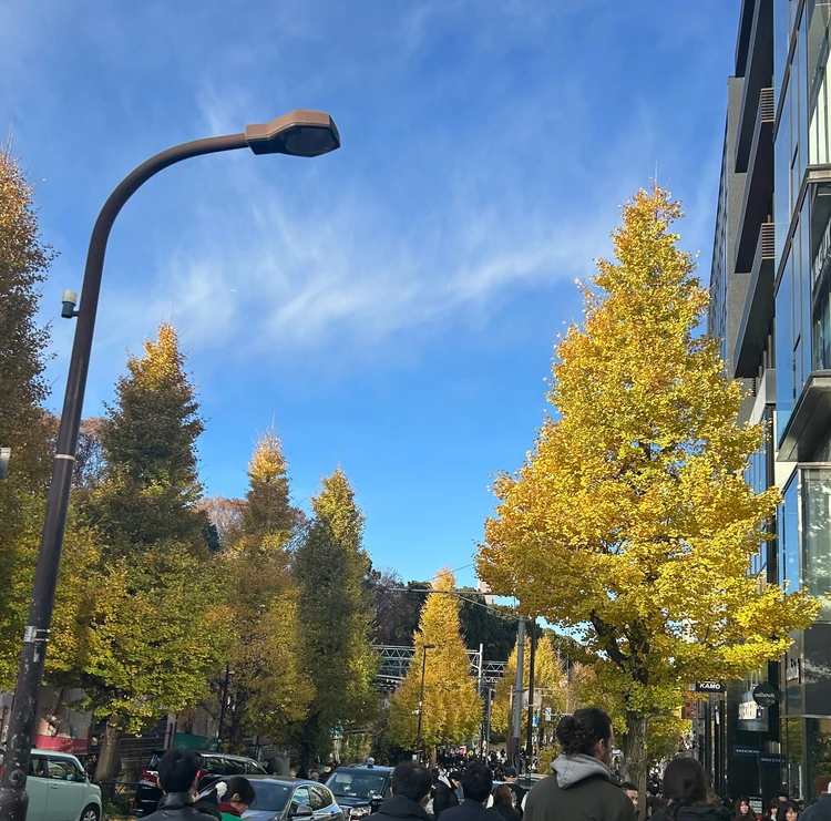 表参道のいちょう並木