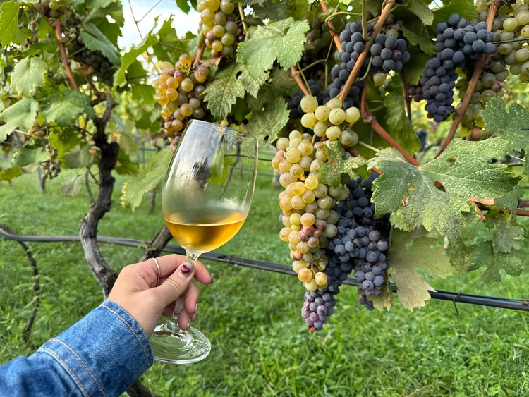 【旅好き会社員がこだわる】6000円でできた！海外旅行に行く前のネイルデザイン(秋のワイン旅編)_5