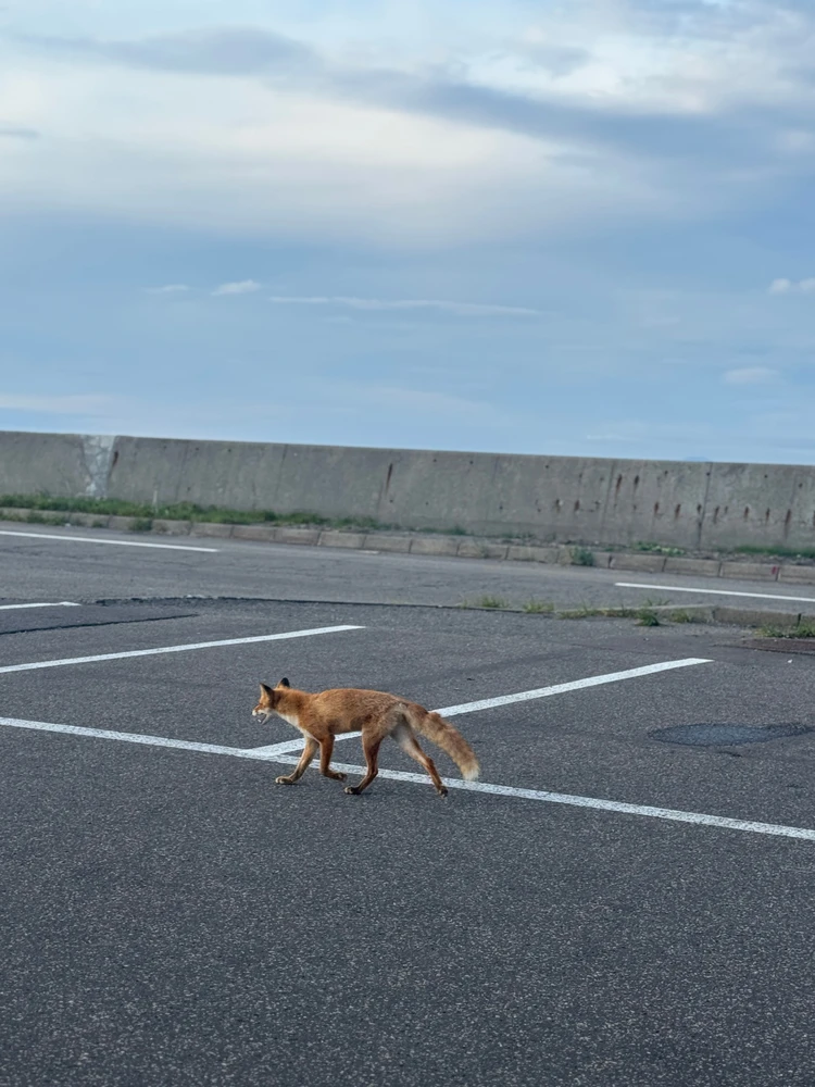【北海道 道東エリア】網走・知床・弟子屈２泊３日絶景旅②知床半島＆野付半島編_22