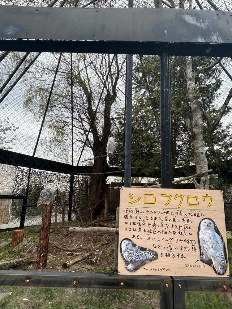 【旭山動物園】ゴールデンウイークの動物たちの様子は？写真と動画たっぷりでご紹介_11_1