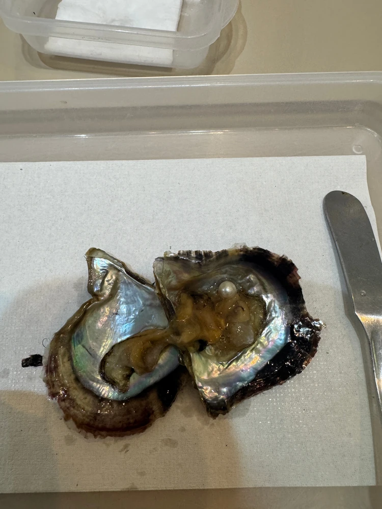 真珠取り出し体験