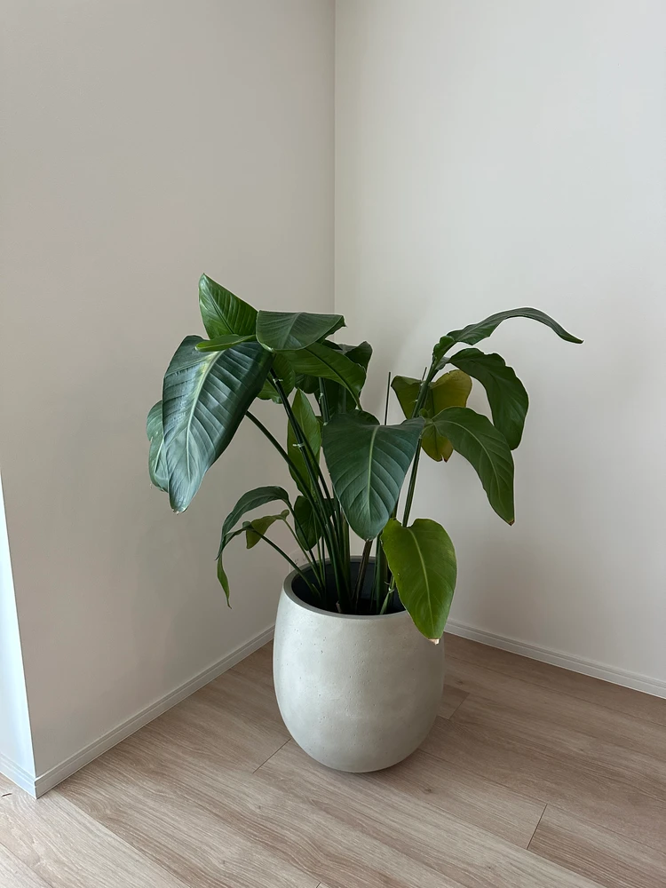 【観葉植物】おしゃれに飾るコツ！都内おすすめ店＆育て方_2