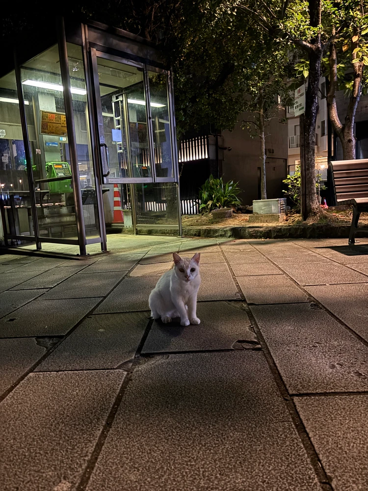 長崎の猫ちゃんは尻尾がカギ?出島貿易から続く歴史のお話🐱_4
