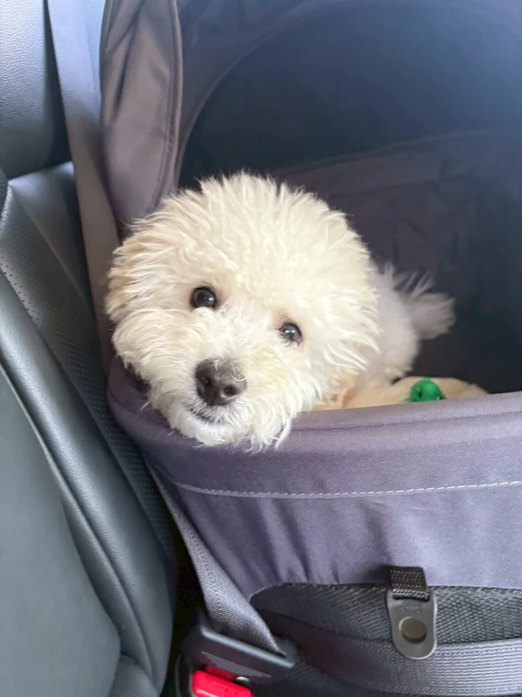 【軽井沢旅行】連休目前！愛犬と過ごせるおすすめスポットはここ🐾#旅行部_1_2