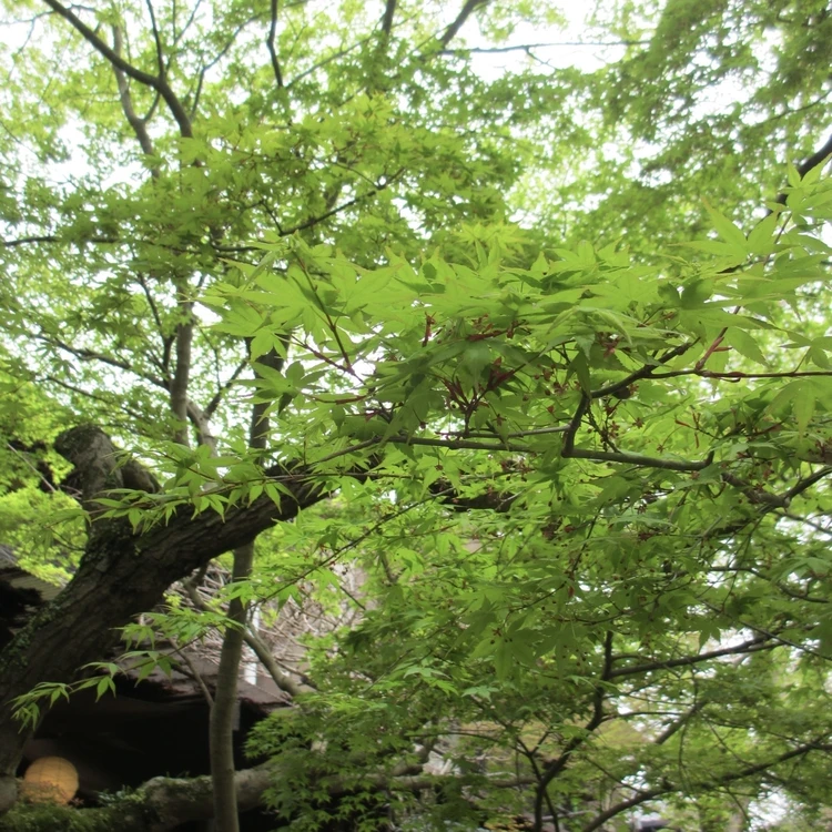 まだ見頃に間に合う♡ 桜をたのしむ古都・奈良旅のすゝめ|日帰りプラン_1_1