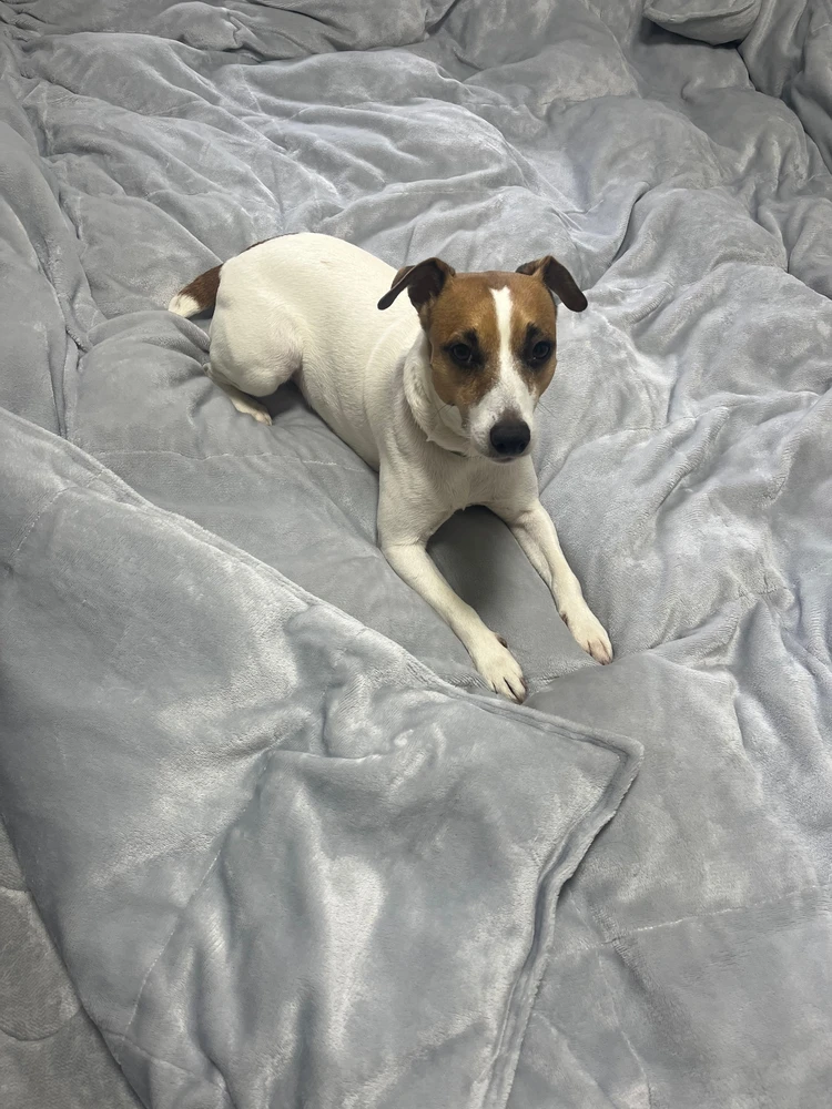 【私の温活アイディア⑤】朝までぐっすり♡羽毛よりあたたかい最強のお布団みつけた！～TENTIAL  BAKUNE （バクネ）掛け布団 ウォーム～【全身冷えタイプ】_3