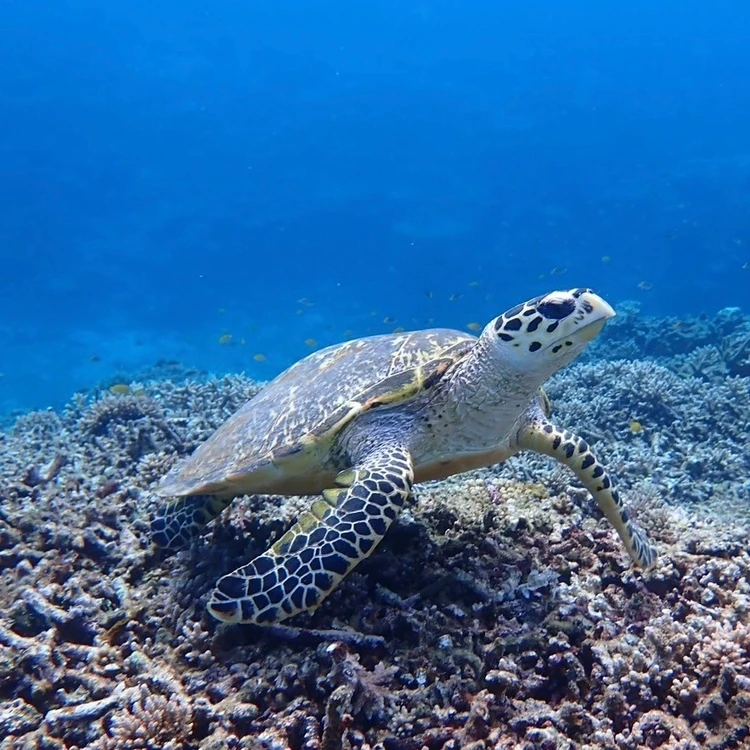 【西表島ひとり旅・観光編】カヌーやシュノーケリングもひとり参加ok！人気アクティビティにトライ_14