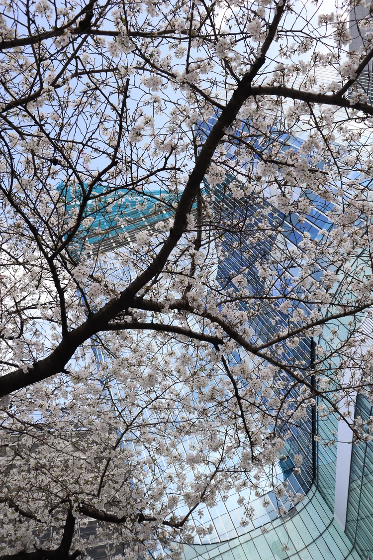 東京 都内 おすすめ お花見 スポット きれい 桜 歩きながら 写真 フォト 日本橋交番前