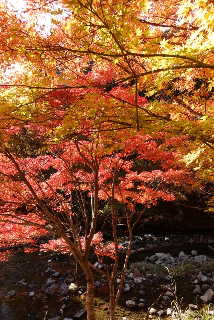 兵庫の奥地に佇む秘湯【篭坊(かごのぼう)温泉】の紅葉は今が見頃!_4