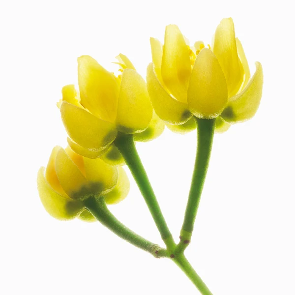 ザ・ギンザ ハイブリッドジェルオイル n リミテッド エディションに配合したリンデンアロマイメージ