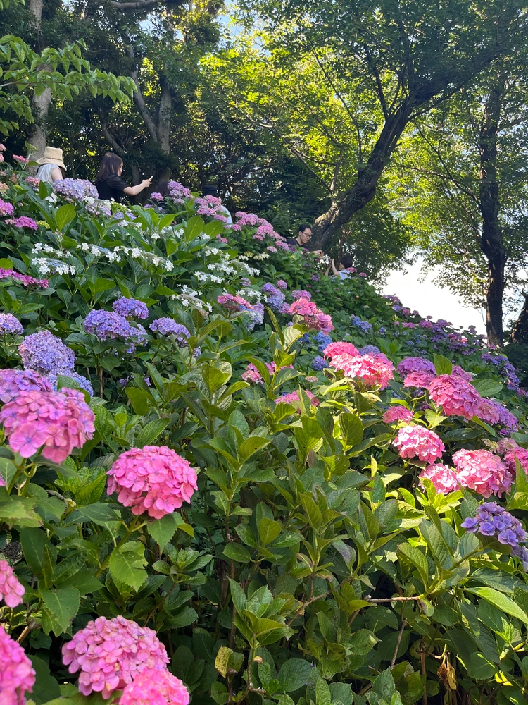 長谷寺