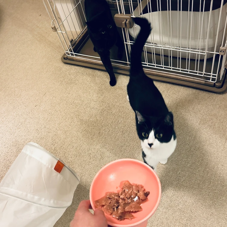 AIXIA(アイシア)「おさかな生活」