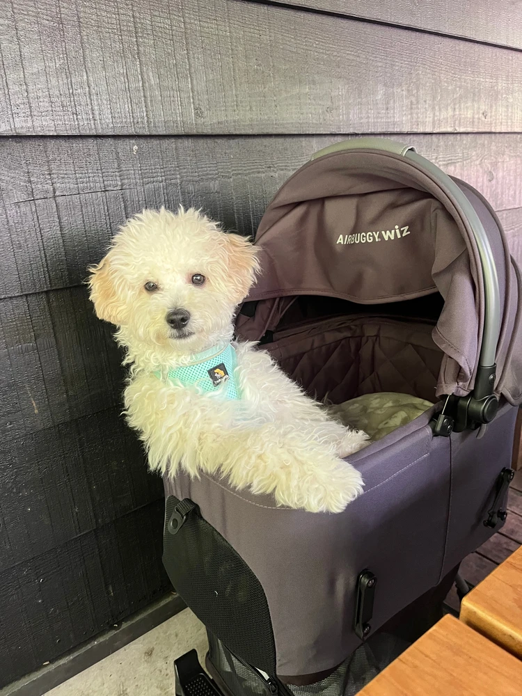 【軽井沢旅行】連休目前！愛犬と過ごせるおすすめスポットはここ🐾#旅行部_10_2