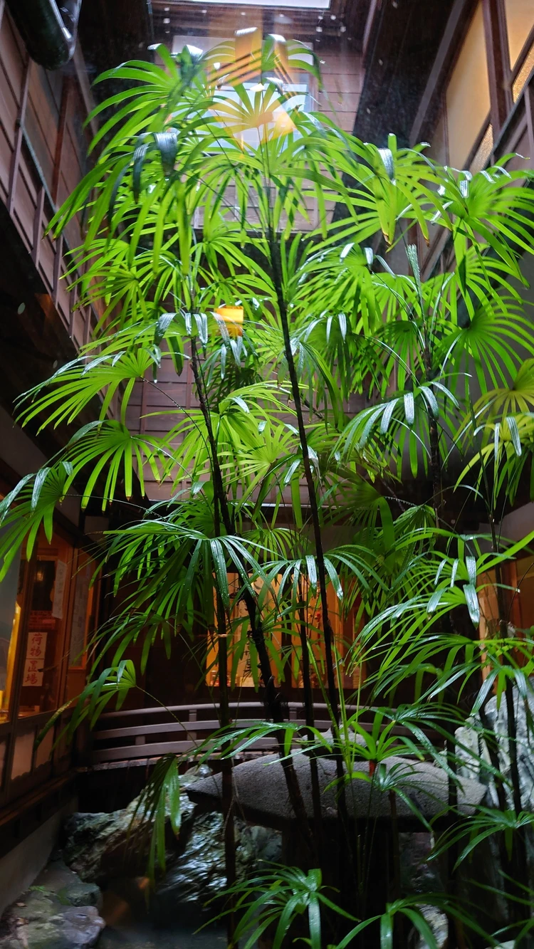 うずわ飯って知ってる？伊東温泉雨の日満喫プラン☔_8_2