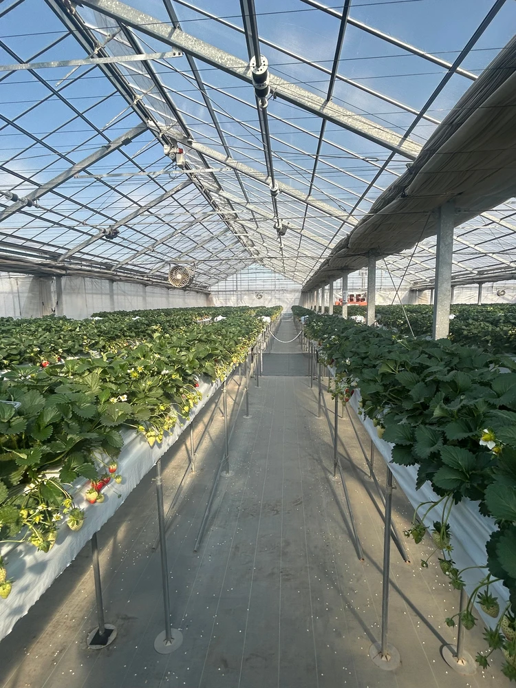 【栃木いちご狩り】希少種ロイヤルクイーンに感動！中まで真っ赤ないちごを「汚れずおしゃれに」楽しんで♡_5_1