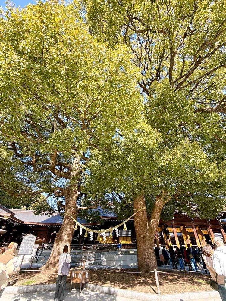 【明治神宮】深い森で心のリセット。参拝後の代々木公園散歩_3