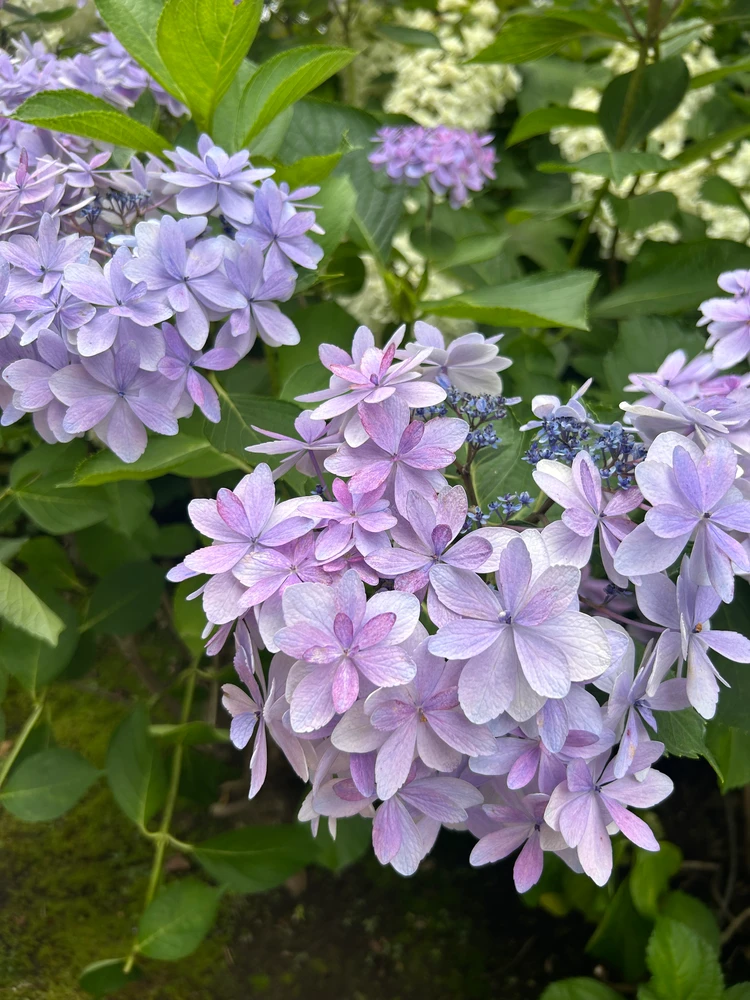見たことない種類の紫陽花