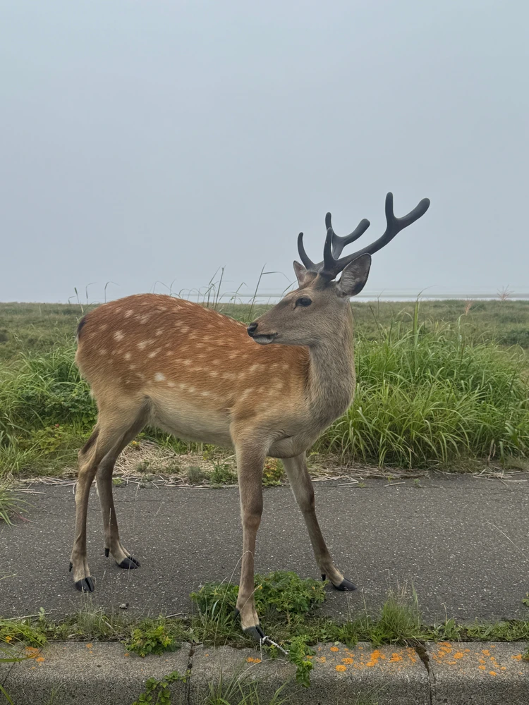 【北海道 道東エリア】網走・知床・弟子屈2泊3日絶景旅③摩周湖・硫黄山・屈斜路湖編_5