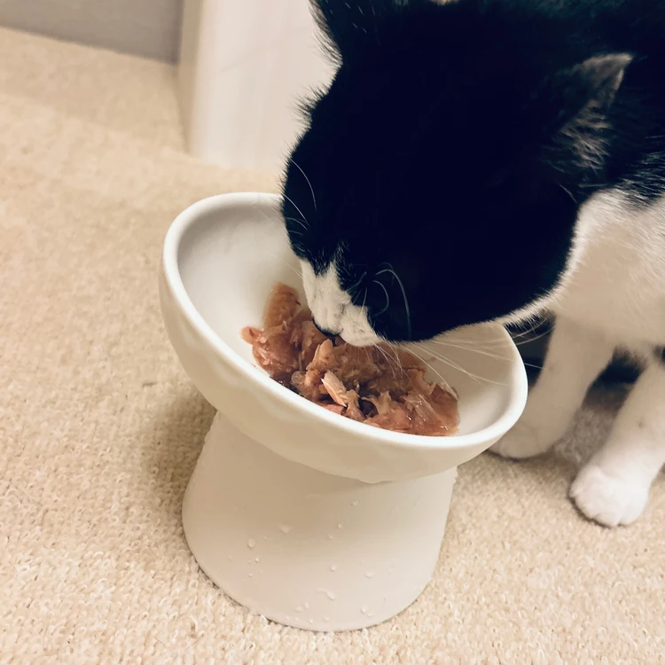 AIXIA(アイシア)「おさかな生活」