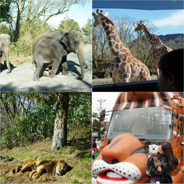 【富士旅行②】1泊2日のんびり子連れ旅|富士サファリ&山中湖ガイド_1