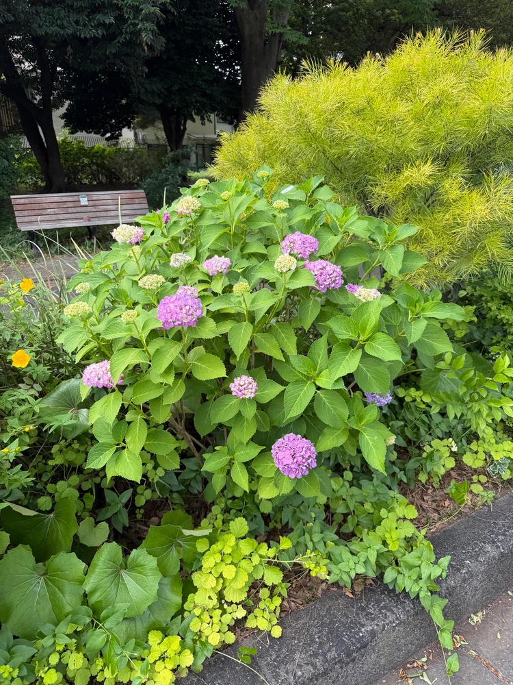 【駒沢公園】今だけ楽しめる紫陽花&周辺のおすすめカフェ8選_2_1