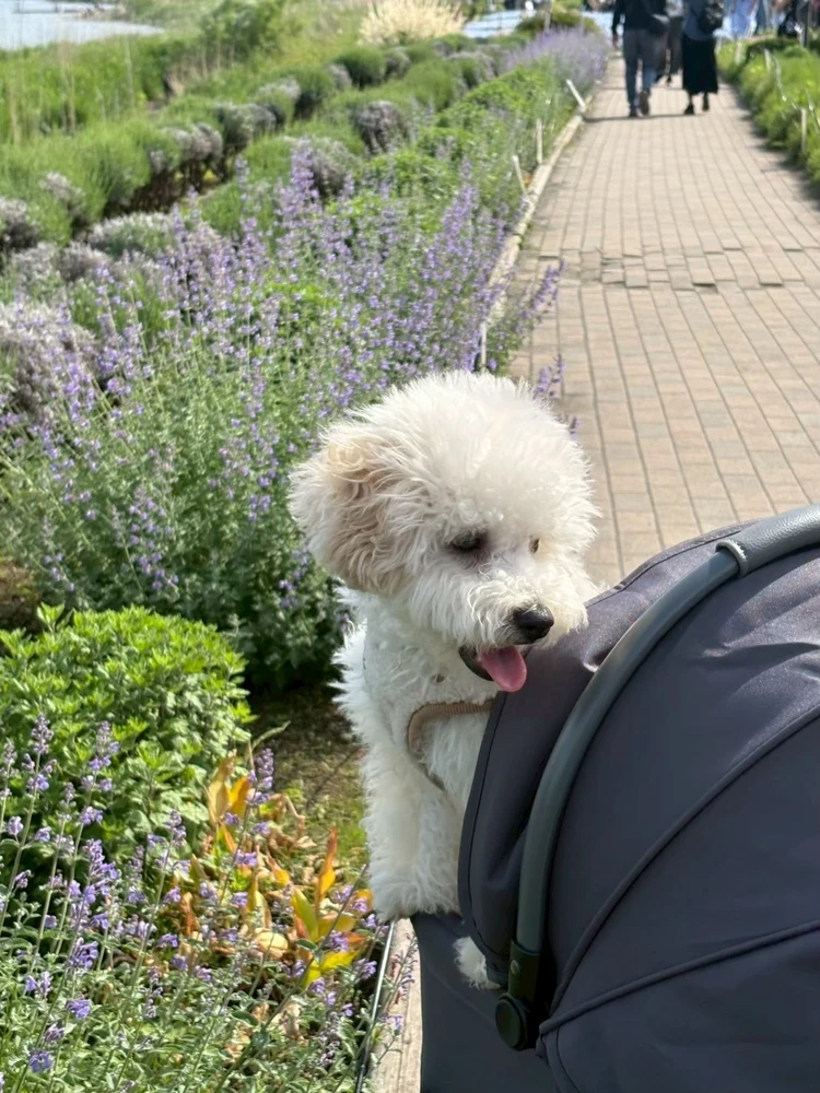 【軽井沢旅行】連休目前！愛犬と過ごせるおすすめスポットはここ🐾#旅行部_16_1
