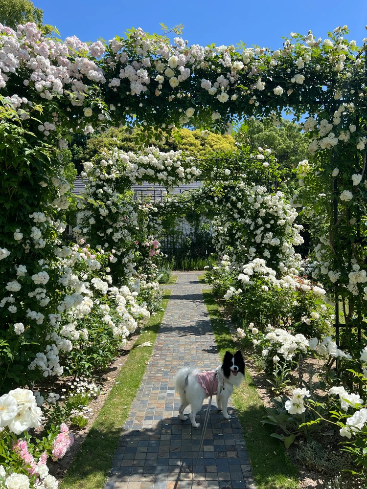 バラに包まれる初夏のハウステンボスへ♡ワイン祭りも開催中！_3