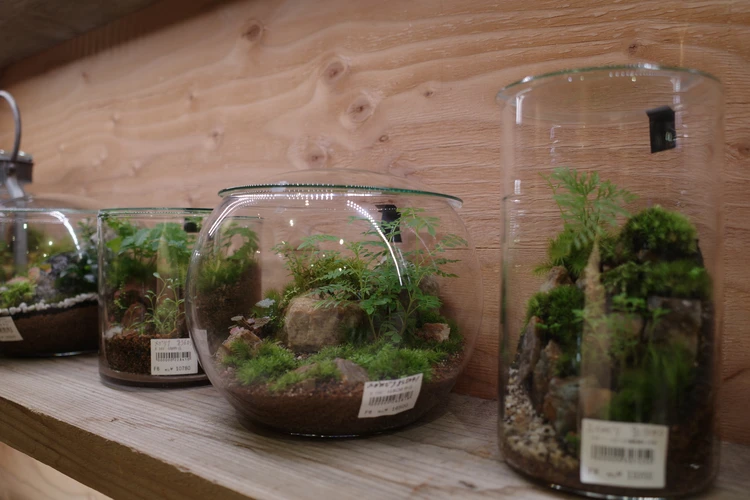観葉植物 garageshibuya garage 苔 植物