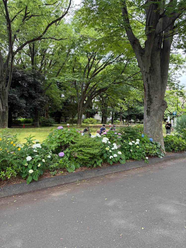 【駒沢公園】今だけ楽しめる紫陽花&周辺のおすすめカフェ8選_4_2