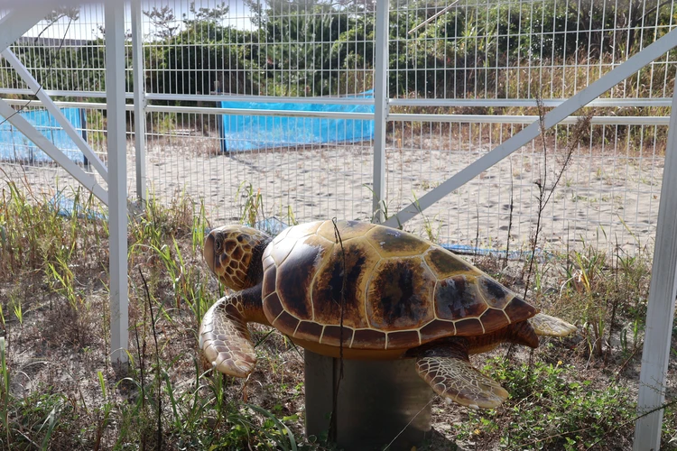 【浜松】風と砂のアートを楽しむ中田島砂丘が日帰り絶景ドライブ旅に最適!【週末リセット】_10