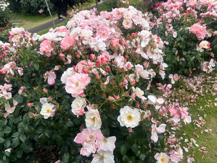 【京成バラ園】今が旬の春バラを日帰りで満喫♡写真映えスポットや限定ローズティーのお土産もレポ！_5