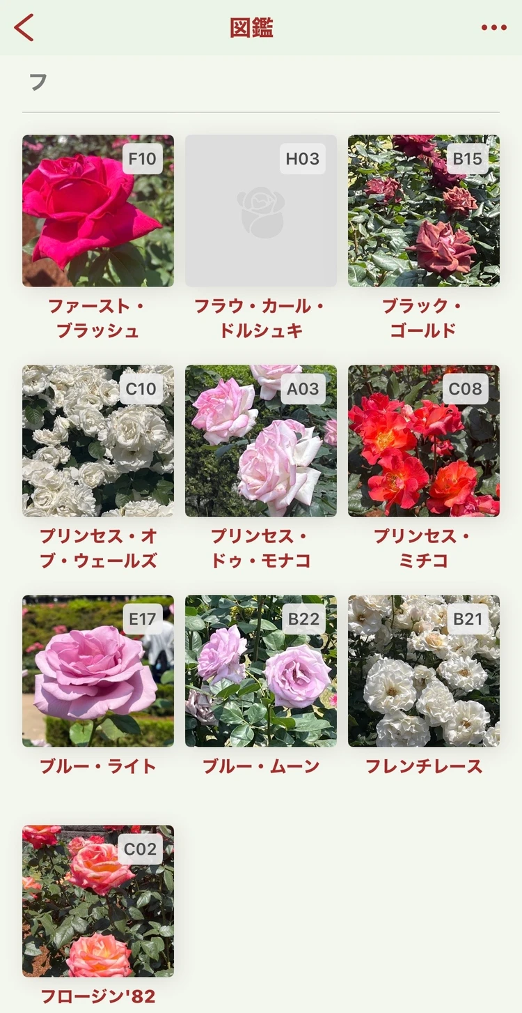 【駒込】旧古河庭園のバラが見頃!150円で叶う都内ローズ旅_4_2