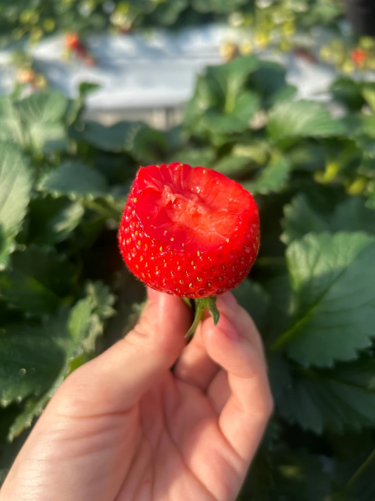 栃木県産いちご ロイヤルクイーンのアップ 中まで赤い希少品種