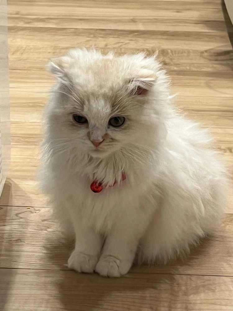 愛猫の難病発覚から寛解まで、私が学んだ命を守る知識_2_1