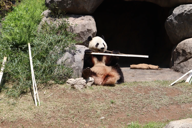 GW　ゴールデンウィーク　お出かけ　1歳児　子連れ　おすすめ　動物園　上野　パンダ