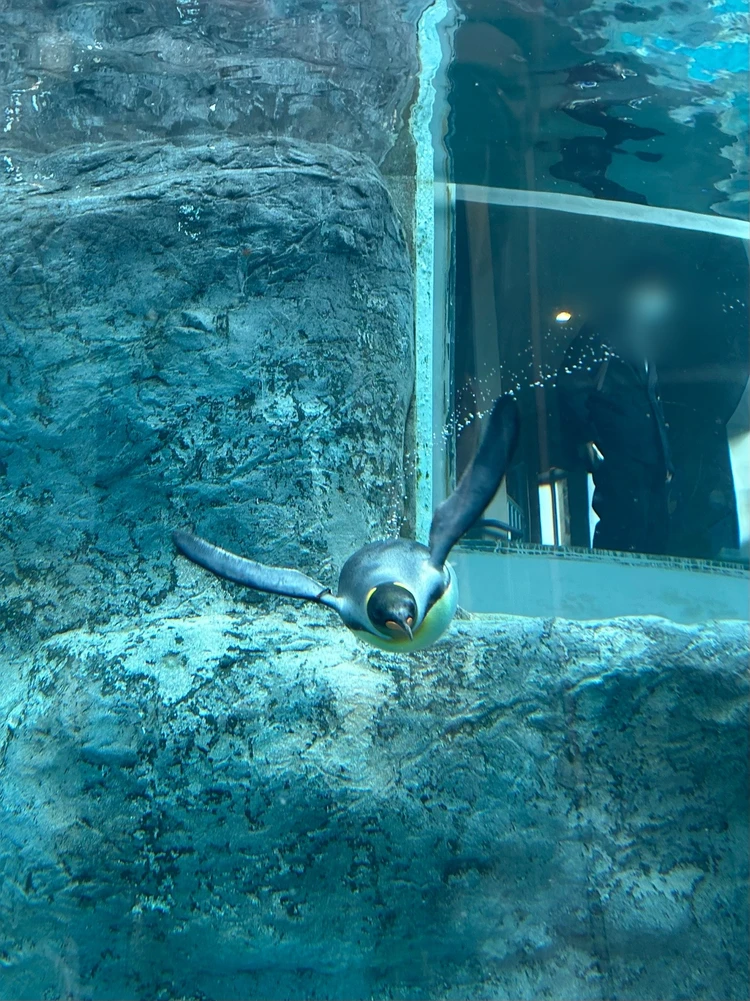 【旭山動物園】ゴールデンウイークの動物たちの様子は？写真と動画たっぷりでご紹介_19_1