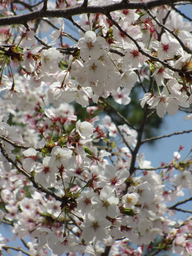 まだ見頃に間に合う♡ 桜をたのしむ古都・奈良旅のすゝめ|日帰りプラン_7_2