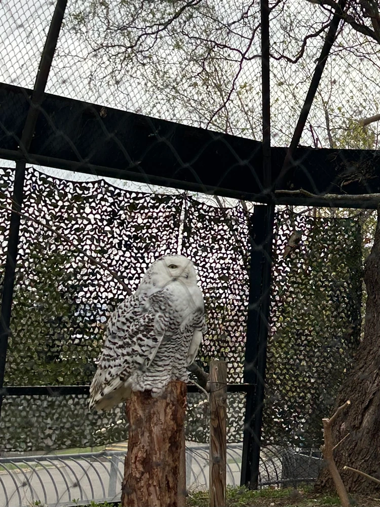 【旭山動物園】ゴールデンウイークの動物たちの様子は？写真と動画たっぷりでご紹介_12