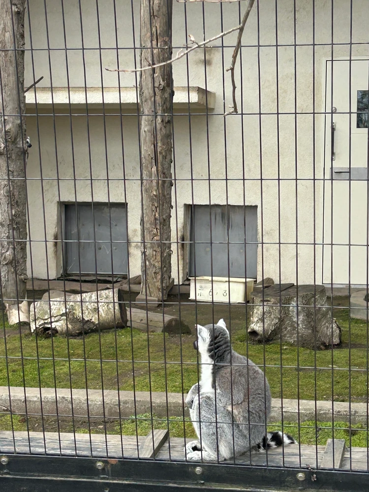 【旭山動物園】ゴールデンウイークの動物たちの様子は？写真と動画たっぷりでご紹介_24_2