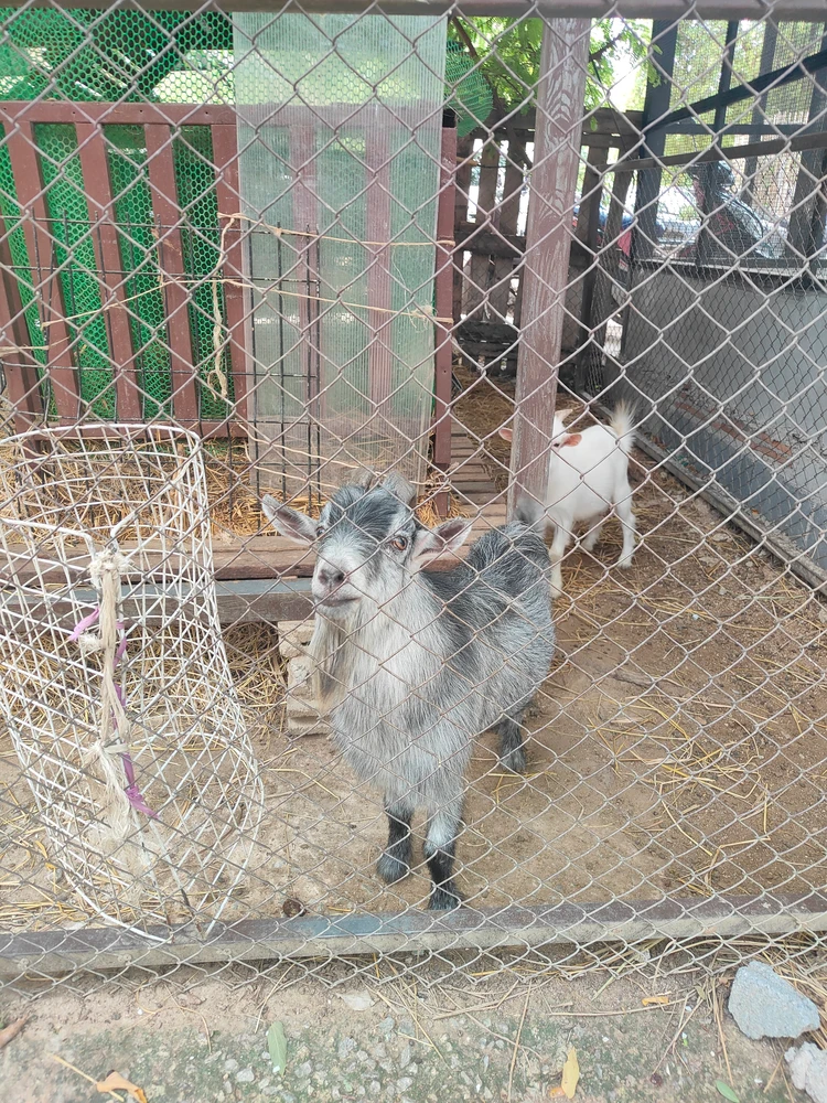 パタヤ・エレファント・ビレッジ 動物園