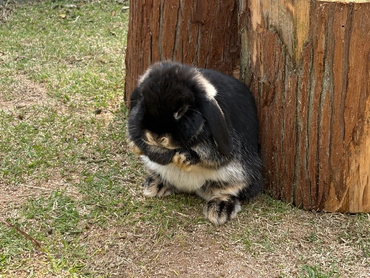 動物＆自然好きの大人が大満足！兵庫県神崎郡の『ヨーデルの森』で癒しのナチュラル体験♡_5