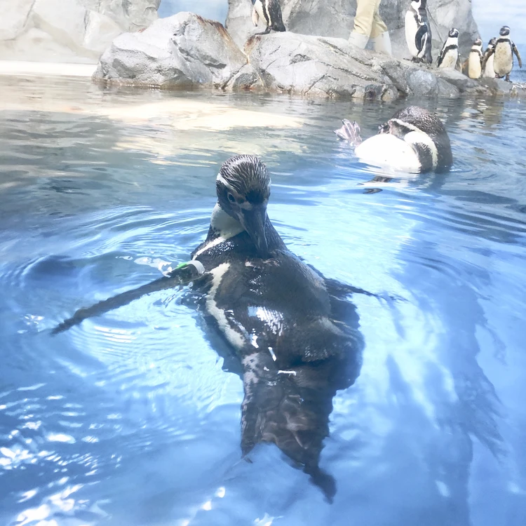 夏は涼しい新江ノ島水族館へ！_4