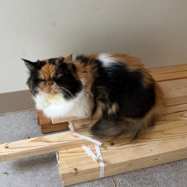 ねこ