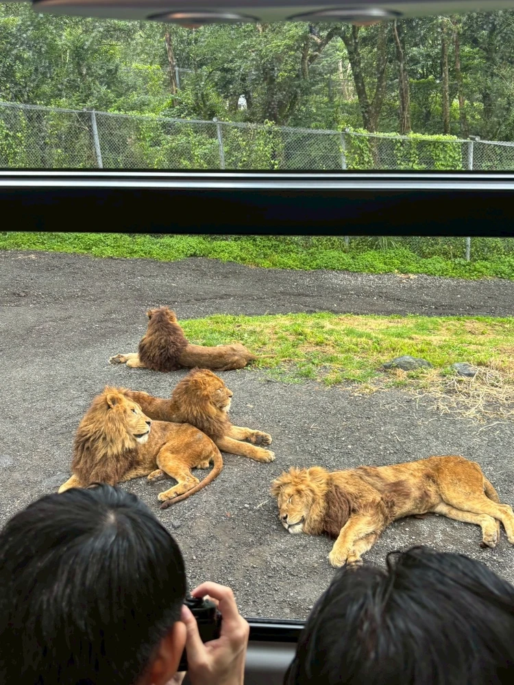 【東京発・静岡日帰りバスツアー】富士サファリパーク・白糸の滝・富士ミルクランドへ!夏にぴったりの癒し旅_5_1