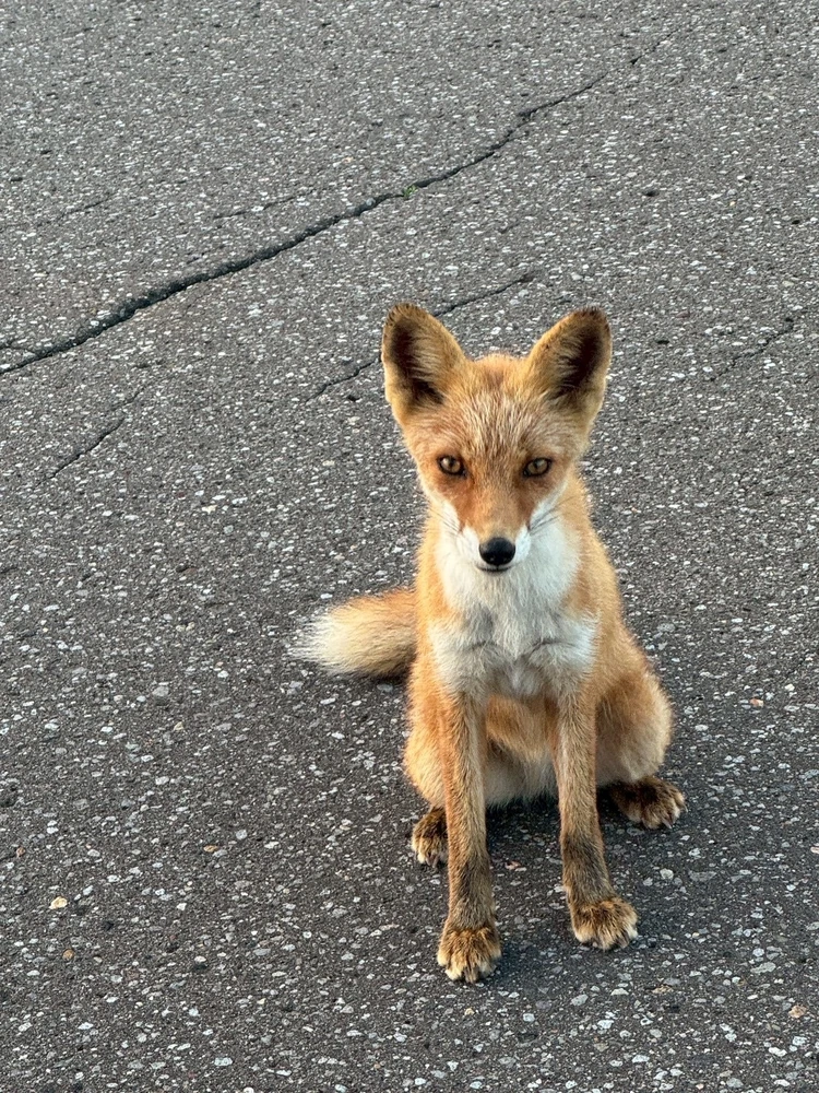 【北海道 道東エリア】網走・知床・弟子屈2泊3日絶景旅③摩周湖・硫黄山・屈斜路湖編_6
