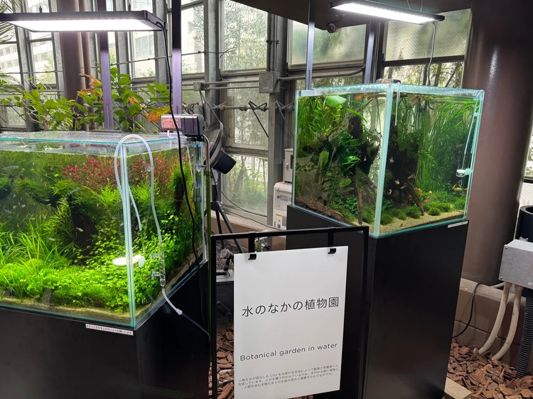 【渋谷駅から徒歩約10分の植物園】渋谷区ふれあい植物センターなら雨の日も楽しめる!_9