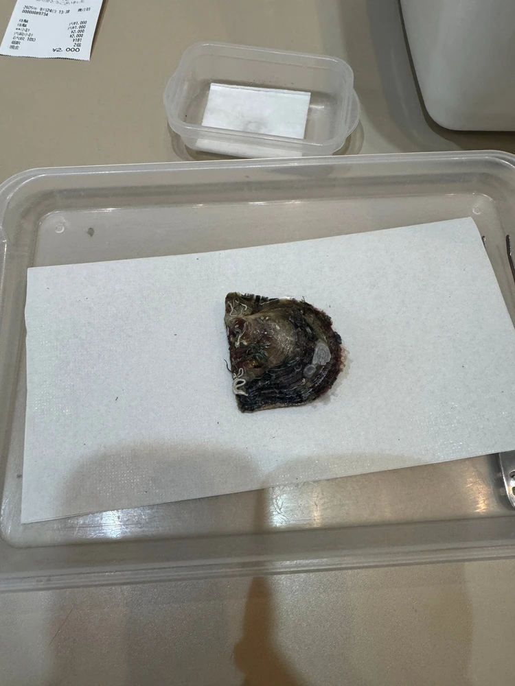 子供も大人もはまる！八景島シーパラダイスで真珠取り出し体験！_2