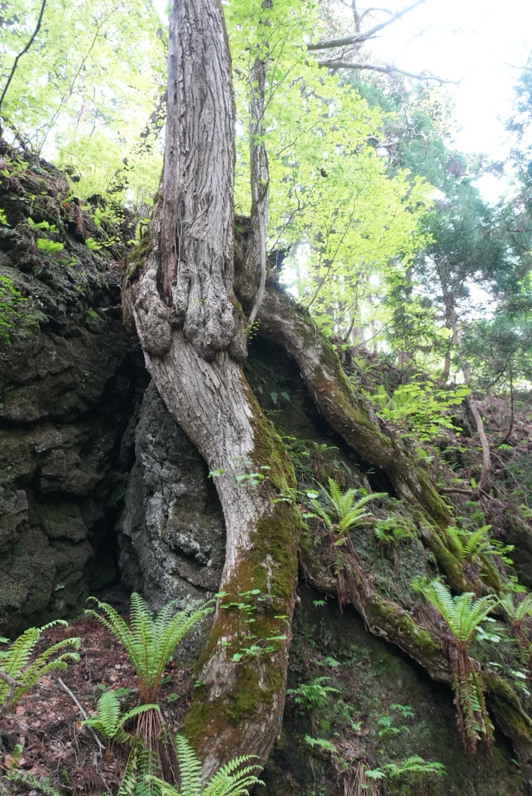 【2日目｜青森】十和田湖と白神山地を巡る大自然の東北絶景旅_2_3