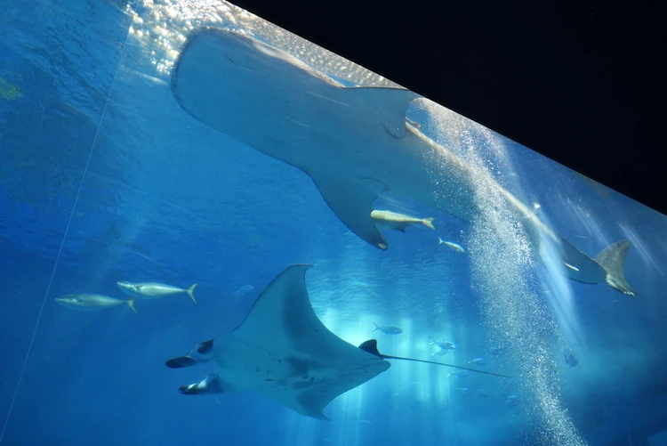 10ヶ月ベビーと行く3泊4日沖縄旅後半【美ら海水族館、プール、ホテルディナー、やちむん通り】_5