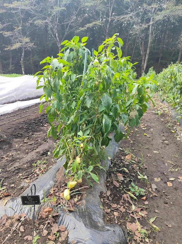 リゾナーレ那須　ファーマーズレッスン　収穫